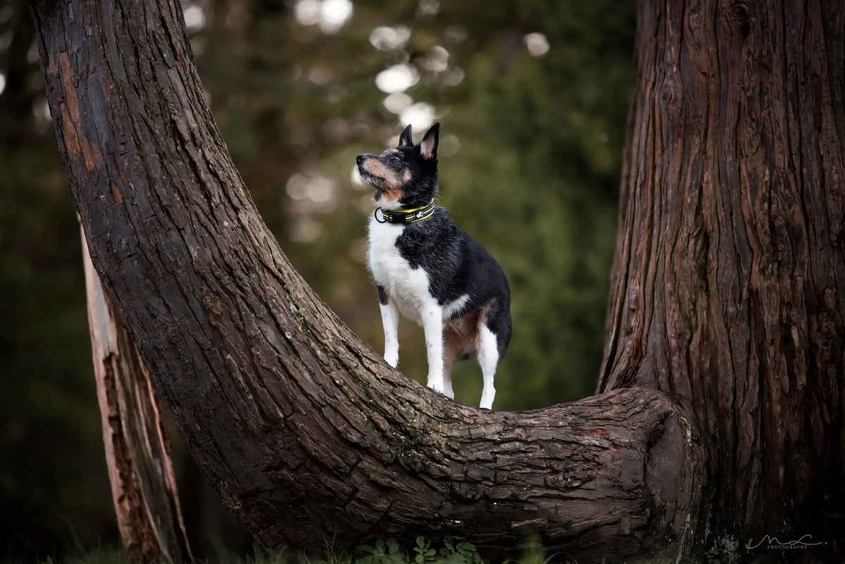 TRUELOVE Adjustable Reflective Padded Nylon Dog Collar