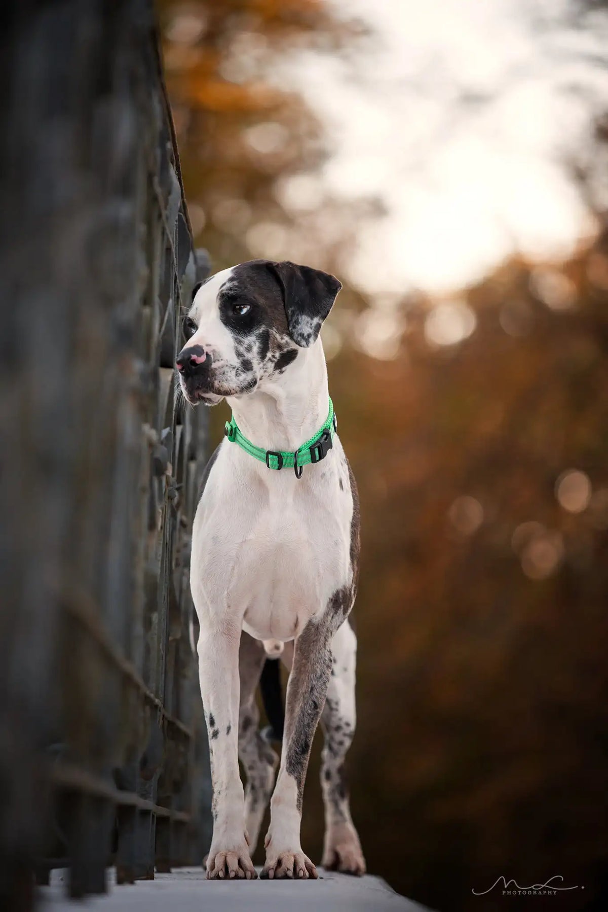 TRUELOVE Adjustable Reflective Padded Nylon Dog Collar