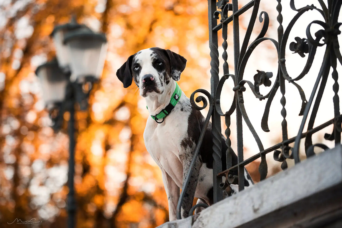 TRUELOVE Adjustable Reflective Padded Nylon Dog Collar