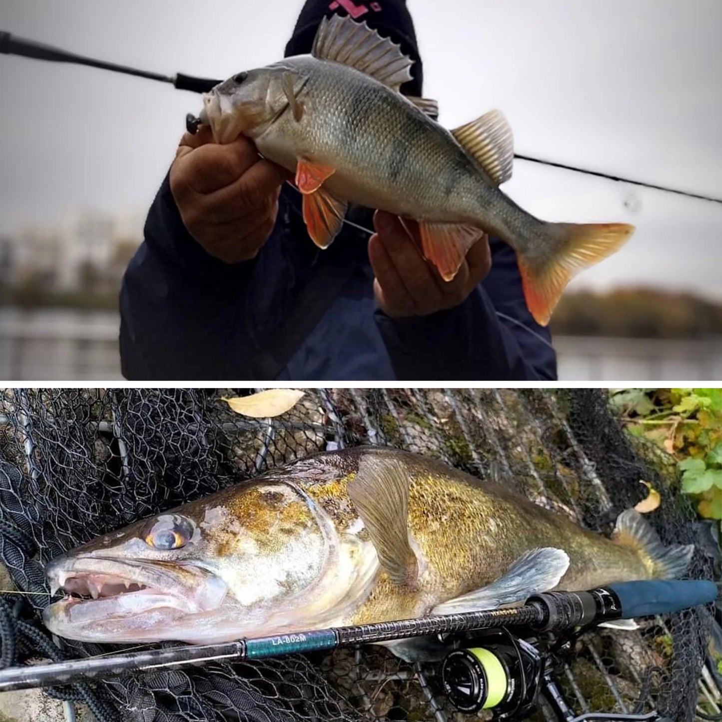 Purelure Lubina Pro Spinning Rod Fuji Guides Fast Action