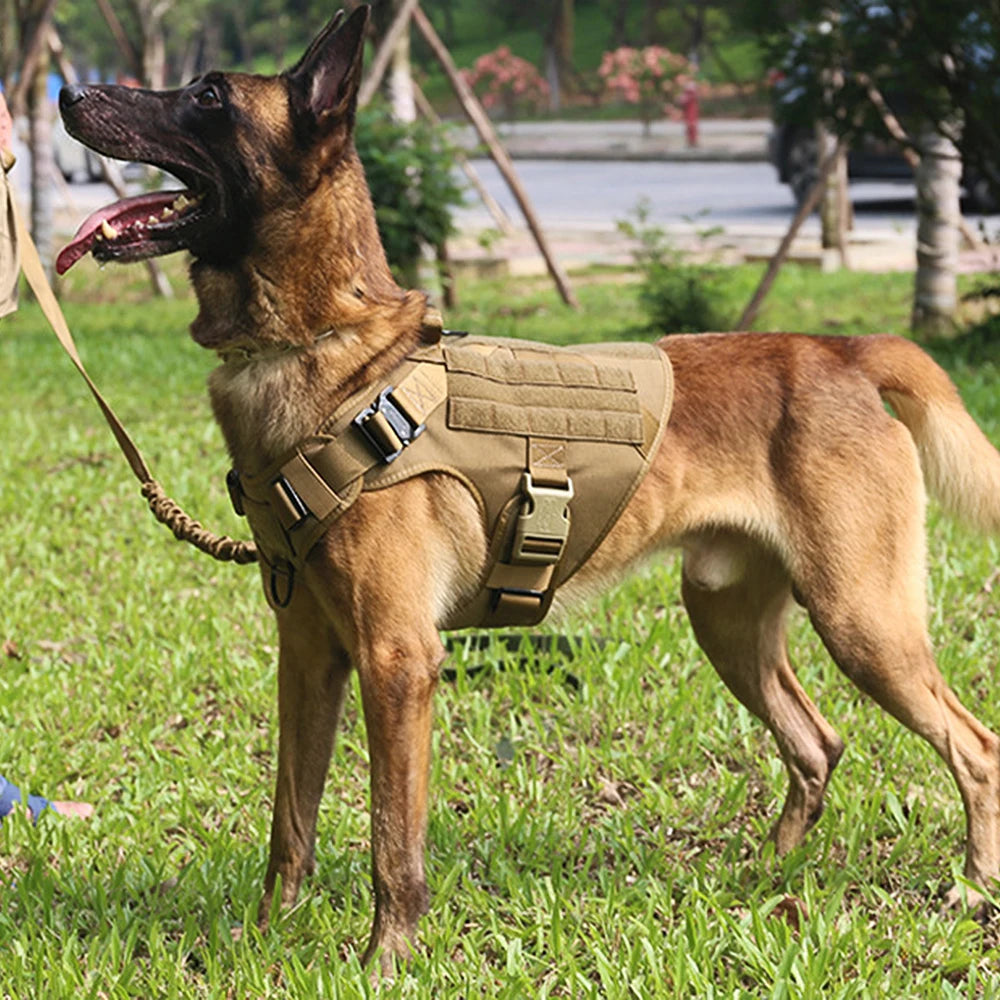 Nylon Dog Harness And Leash Set For Training And Walking