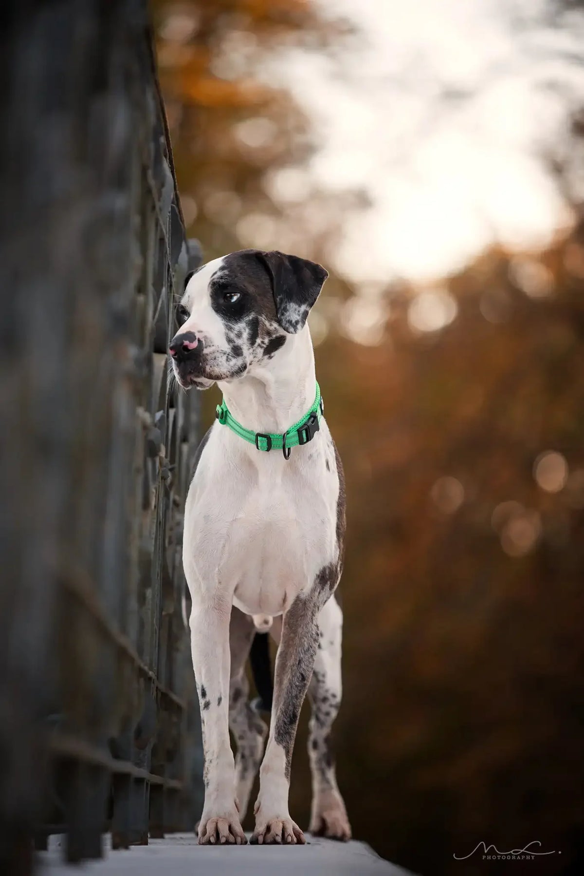 TRUELOVE Adjustable Reflective Padded Nylon Dog Collar